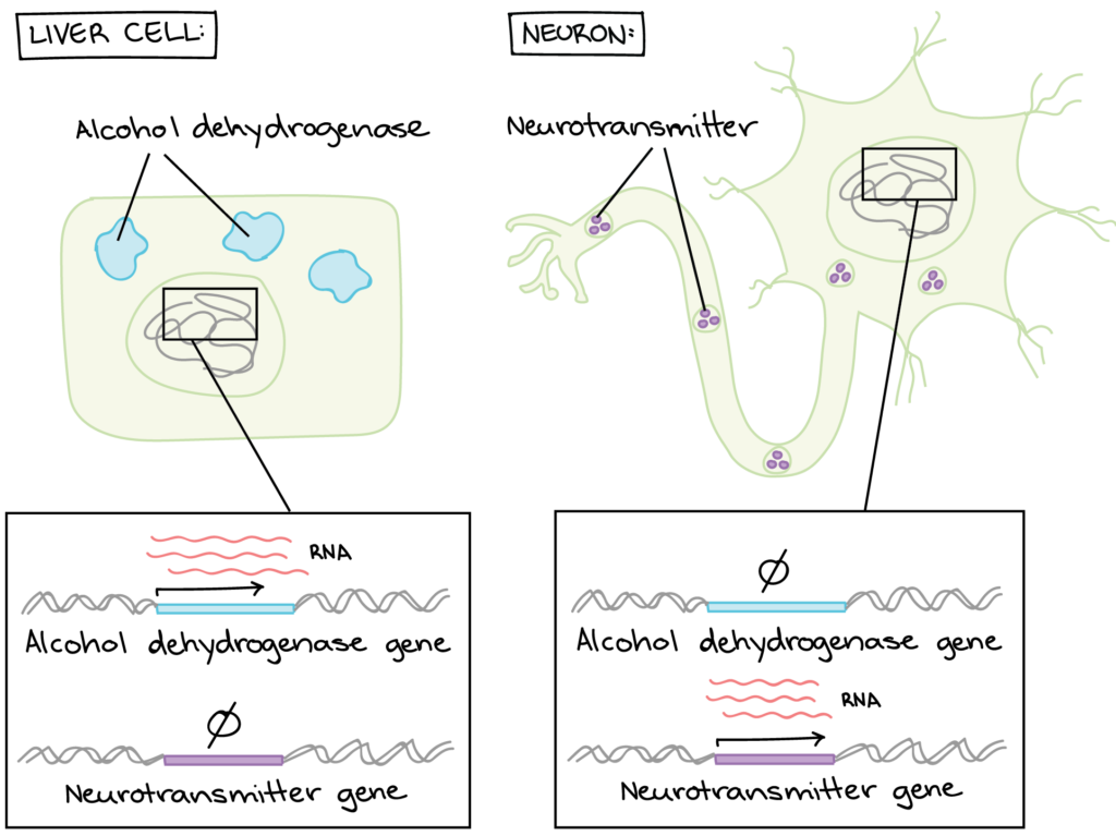 Gene Expression Chart