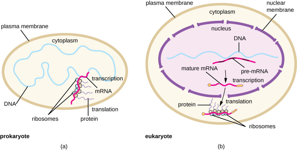 a) Diagram af prokaryotisk celle med en plasmamembran på ydersiden. DNA'et befinder sig i cytoplasmaet, og mRNA'et kopieres samtidig med, at ribosomerne bygger proteiner af det udviklede mRNA. B) Diagram af en eukaryote celle med en plasmamembran og en kerne. DNA'et befinder sig i kernen, og der dannes præ-mRNA under transkriptionen, som derefter forarbejdes til modent mRNA. Det modne mRNA forlader derefter kernen og går ind i cytoplasmaet, hvor translation finder sted. Det er her, at ribosomer binder sig til mRNA'et og laver proteiner.