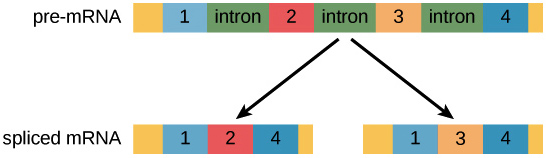 rna-post-transcriptional-modification-biology-for-majors-i