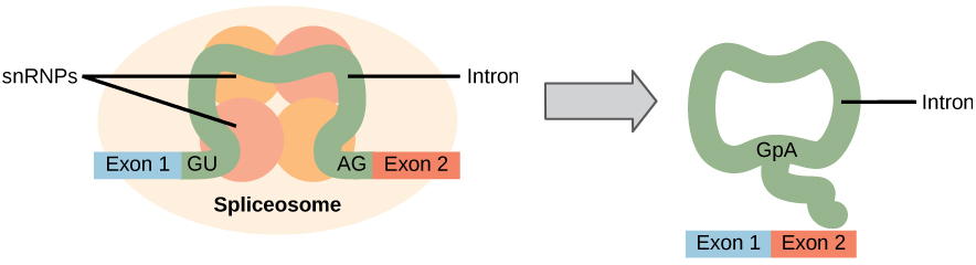  a ilustração mostra um spliceosoma ligado ao mRNA. Um intron é enrolado em torno de snRNPs associados com o spliceosome. Quando a articulação está completa, os exons de ambos os lados do intrão são fundidos, e o intrão forma uma estrutura anelar.