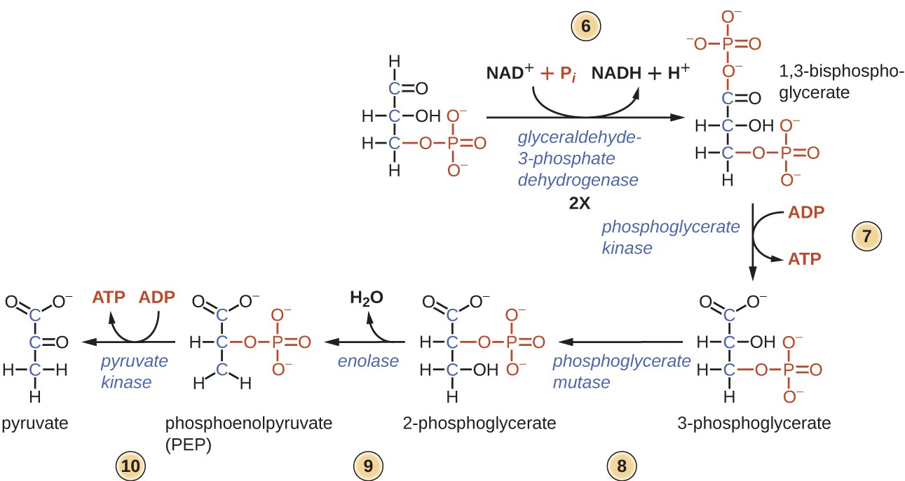 Diagram over Anden halvdel af glykolyse. Alle de følgende trin sker to gange. Trin 6: glyceraldehyd 3-phosphatdehydrogenase omdanner glyceraldehyd 3-phosphat (et 3-carbonmolekyle med dobbeltbundet ilt ved carbon 1 og et phosphat ved carbon 3) til 1,3-bisphosphoglycerat (et molekyle med phopshater på carbon 1 og 3). Det tilsatte fosfat er et uorganisk fosfat (pi), og denne proces kræver også omdannelse af NAD+ til NADH og H+. Trin 7: Phosphoglyceratkinase fjerner et phosphat fra 1,3-bisphosphoglycerat og tilføjer det til ADP for at producere ATP og 3-phosphoglycerat (et molekyle med en phosphatgruppe ved carbon 3 og en carboksyl-gruppe ved carbon 1). Trin 8: Phosphoglyceratmutase konverterer 3-phosphoglycerat til 2-phosphoglycerat, som har en carboksyl på carbon 1, en phosphatgruppe på carbon 2 og en OH på carbon 3. Trin 9: enolase omdanner 2-phosphoglycerat til phosphoenolpyruvat (PEP) ved at fjerne ilt fra kulstof 3 (og producere vand). Trin 10: Pyruvatkinase konverterer PEP til pyruvat ved at fjerne phosphatgruppen og tilføje den til ADP for at producere ATP. Pyruvat er et 3 carbonmolekyle med en carbon 1 og et dobbeltbundet ilt på carbon 2.