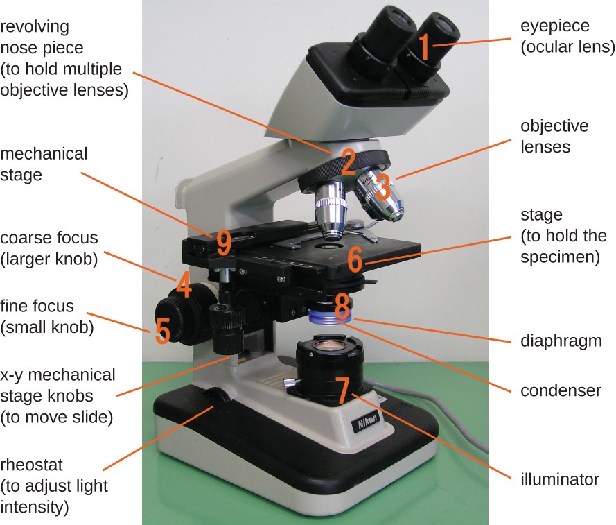 definition adjustment letters Instruments  Microbiology Microscopy  of