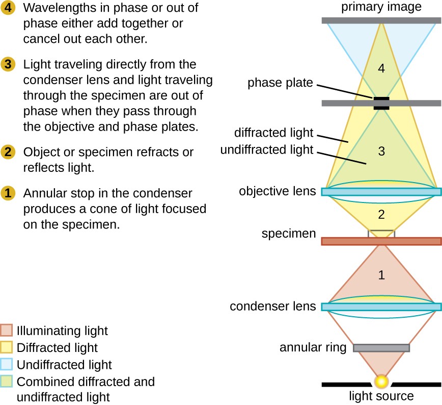 Light microscopic observation.