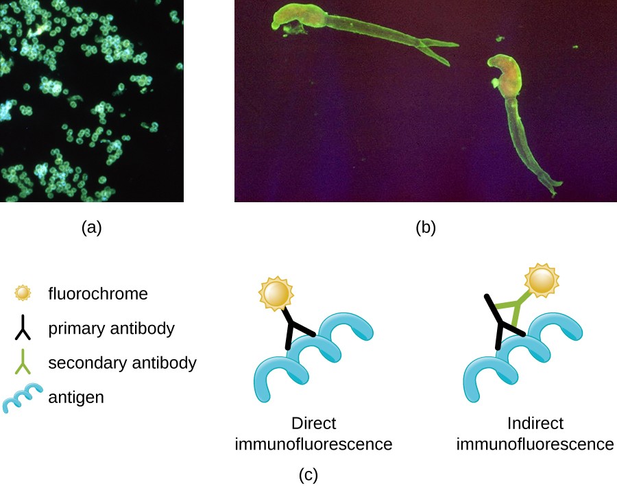 Instruments Of Microscopy Microbiology