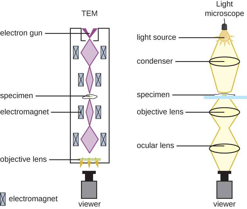 Light microscopic observation.