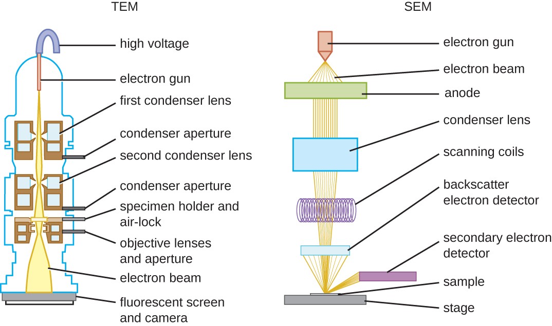 Types Of Microscopes Comparison Chart