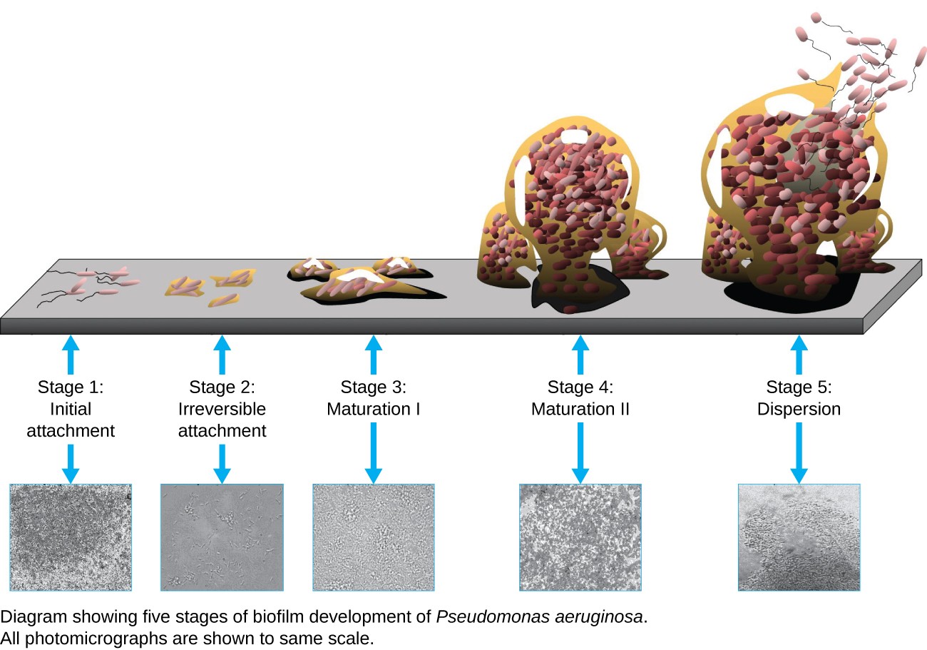 Instruments of Microscopy – Microbiology