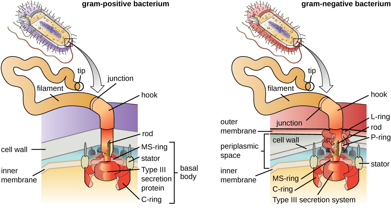 1.2.3 Prokaryotic Cell Structure | DP IB Biology: SL Revision Notes 2016 |  Save My Exams