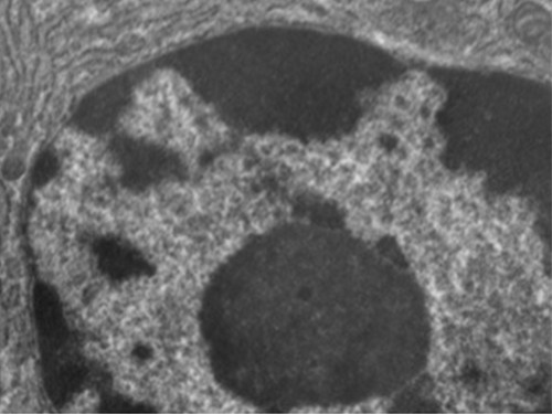 Unique Characteristics Of Eukaryotic Cells Microbiology