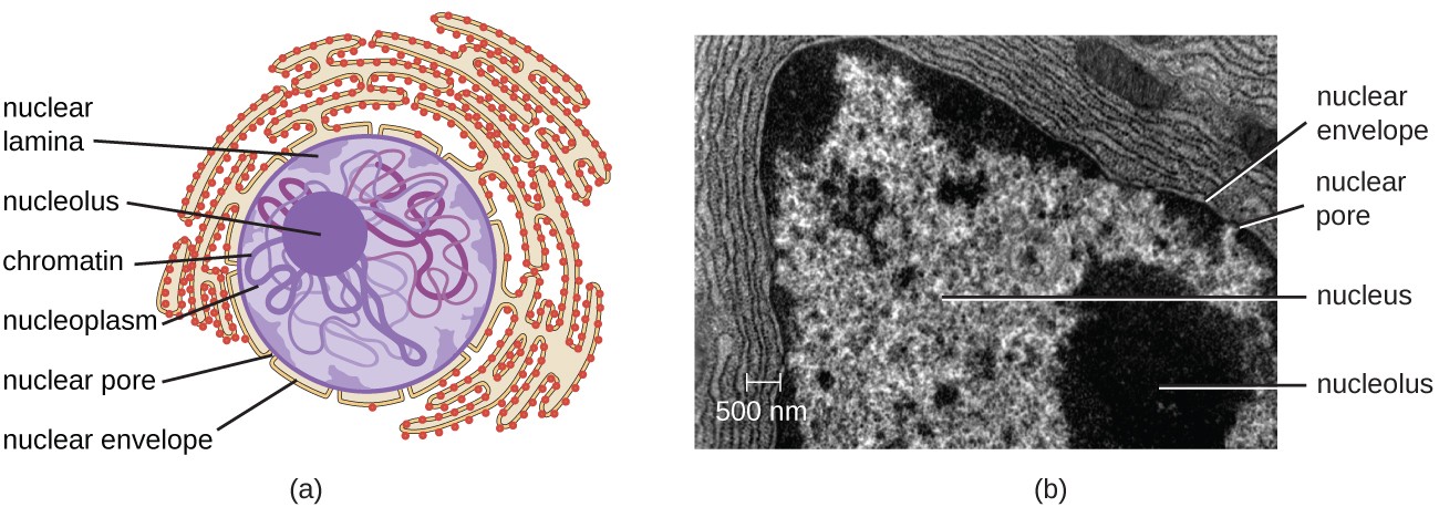 a) A diagram showing the nucleus. A sphere in the center of the nucleus is labeled nucleolus. Lines within the nucleus are labeled chromatin. The fluid of the nucleus is labeled nucleoplasm. The outer region just inside the nuclear envelope is labeled nuclear lamina. The outside of the nucleus is labeled nuclear envelop and pores in the envelope are labeled nuclear pores. The nuclear envelope is continuous with and becomes the endoplasmic reticulum; a webbing of membranes outside the nucleus. B) A micrograph showing these same structures. The nucleolus is a dark region inside the nucleus which is composed of many lighter lines. The nuclear envelop forms the outside of the nucleus and a pore is seen as a light region in the envelope. Outside the envelope are many lines labeled rough endoplasmic reticulum. A smaller set of lines is labeled mitochondrion overlaying part of the RER.