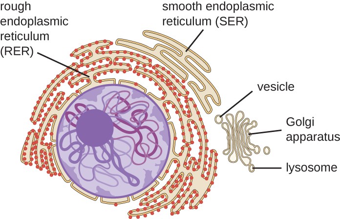 Unique Characteristics of Eukaryotic Cells | Microbiology