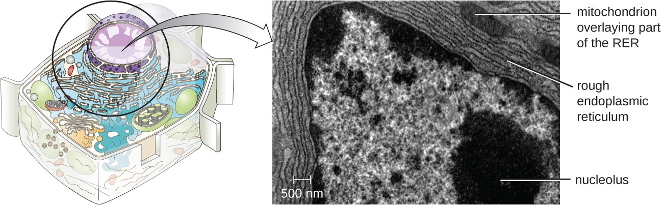 a) A small diagram of the cell highlighting the nucleus and endoplasmic reticulum. The nucleus is a large sphere in the cell and the endoplasmic reticulum is a series of webbed membranes just outside the nucleus. B) A micrograph showing these same structures. Outside the nuclear envelope are many lines labeled rough endoplasmic reticulum. A smaller set of lines is labeled mitochondrion overlaying part of the RER.