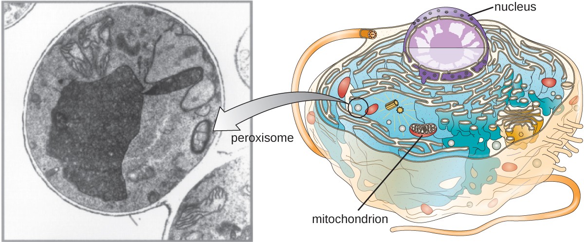 vorticella labeled nucleus