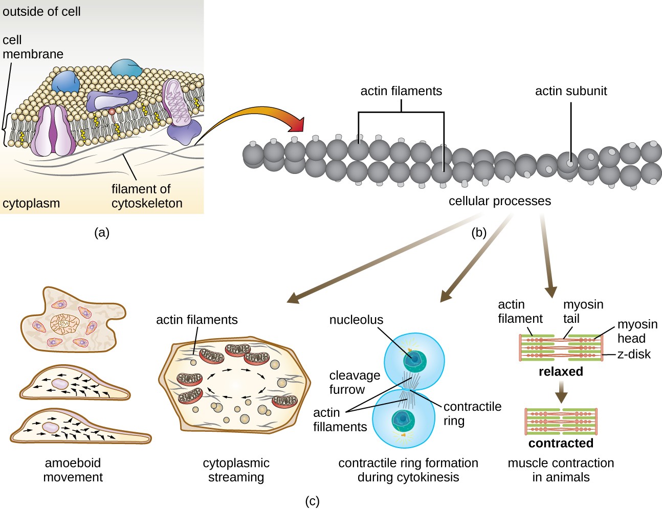 Unique Characteristics of Eukaryotic Cells - Microbiology