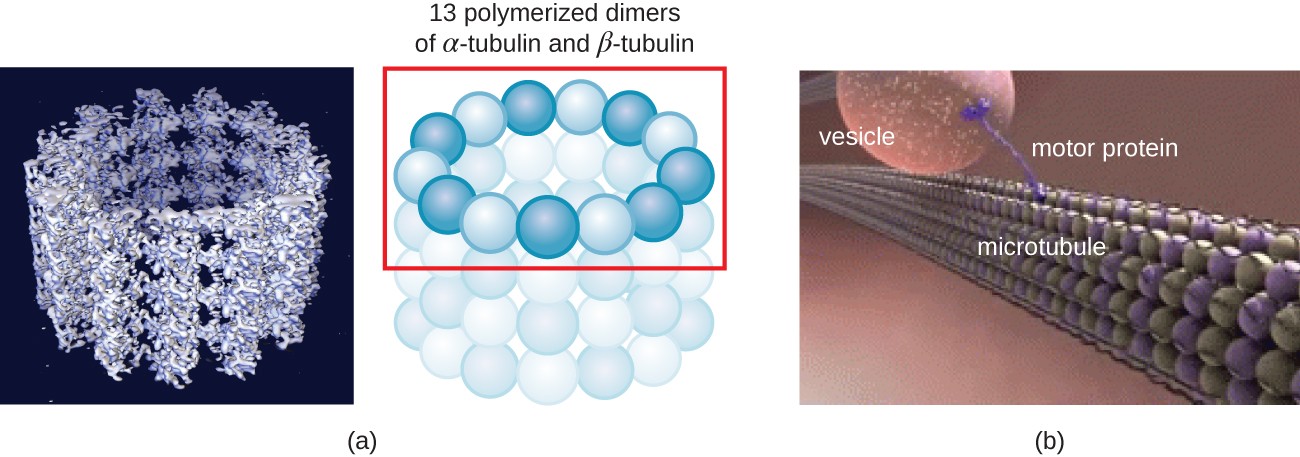 A) a computer simulation shows micrtububles as spheres forming a rube structure. This can be drawn as spheres forming a ring; stacks of these rings form the tube. Each ring is 13 polymerized dimers of alpha-tubulin and beta-tubulin. C) The long tubes that are formed create a structure similar to a railroad track; motor proteins move along the microtubule track to carry vesicles throughout the cell.