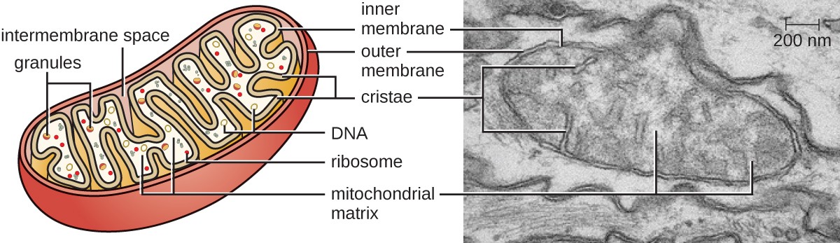 Unique Characteristics Of Eukaryotic Cells Microbiology