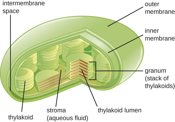 ion concentration within er lumen