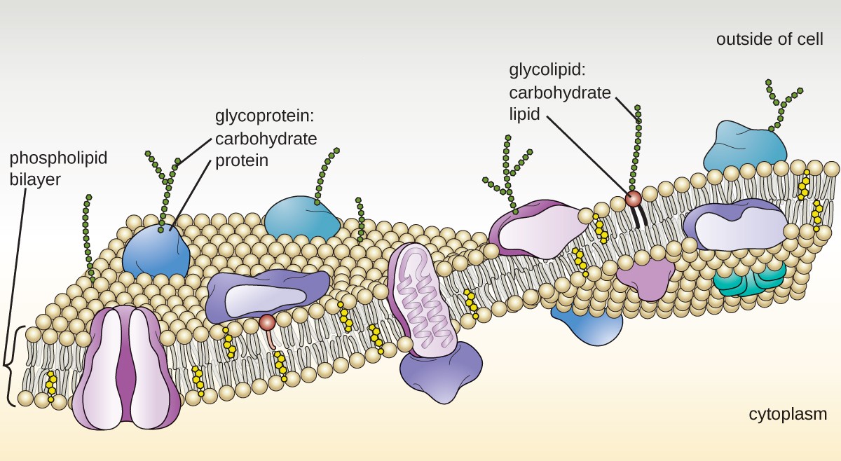 Unique Characteristics of Eukaryotic Cells Microbiology