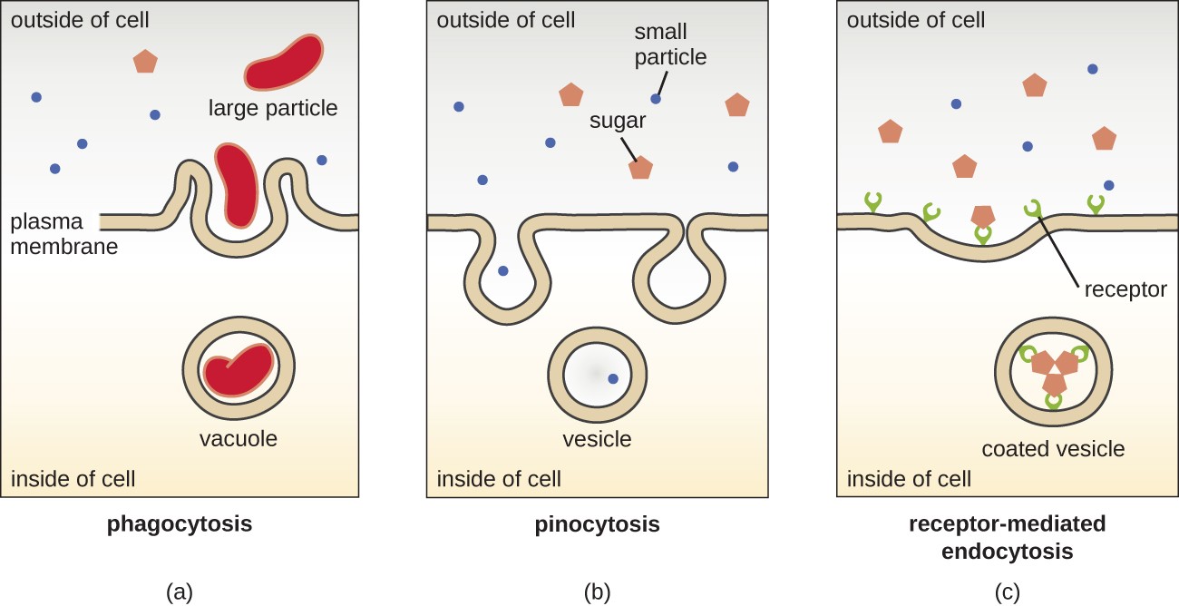 a) Phagocytosis. A large particle outside of the cell is engulfed by a folding of the plasma membrane. This folding continues until the large particle is fully wrapped in a vacuole and is taken into the cell. b) Pinocytosis. Small particles are taken in through infoldings of the membrane. The membrane folds to form a vesicle that brings the small particles into the cell. Receptor-mediated endocytosis. Particles such as sugars bind to receptors on the membrane. The membrane then folds inward to form a coated vesicle. Inside this vesicle are the receptors still bound to the sugar.