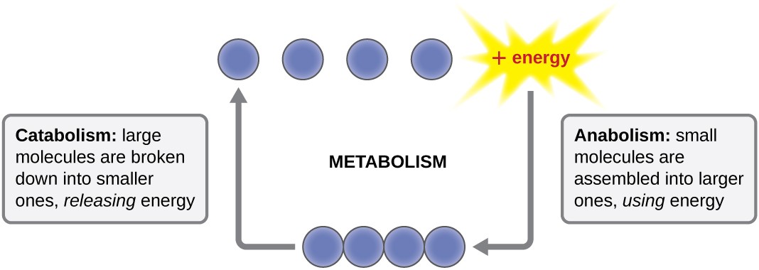 Energy, Matter, and Enzymes | Microbiology