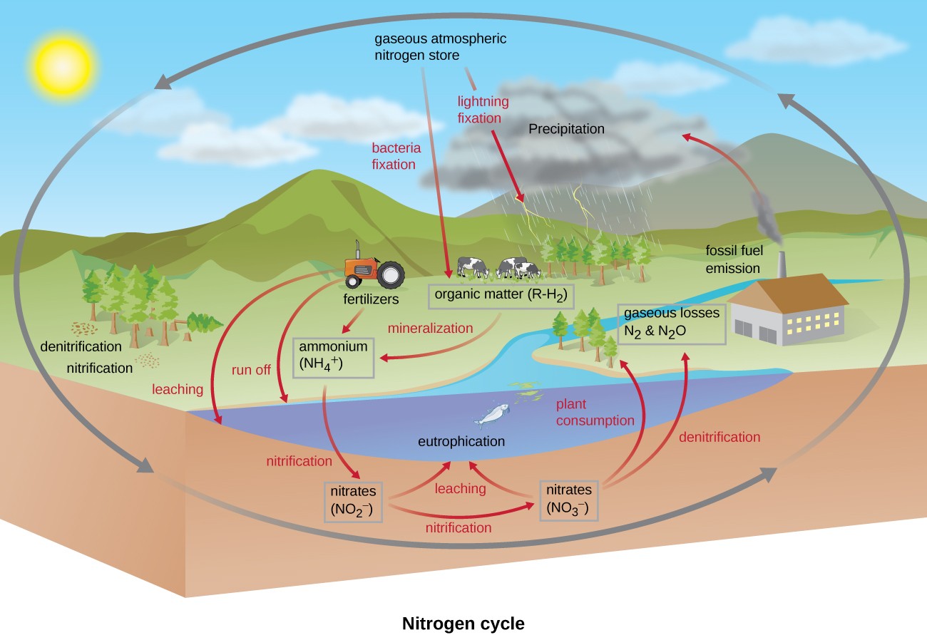 Biogeochemical Cycles Microbiology