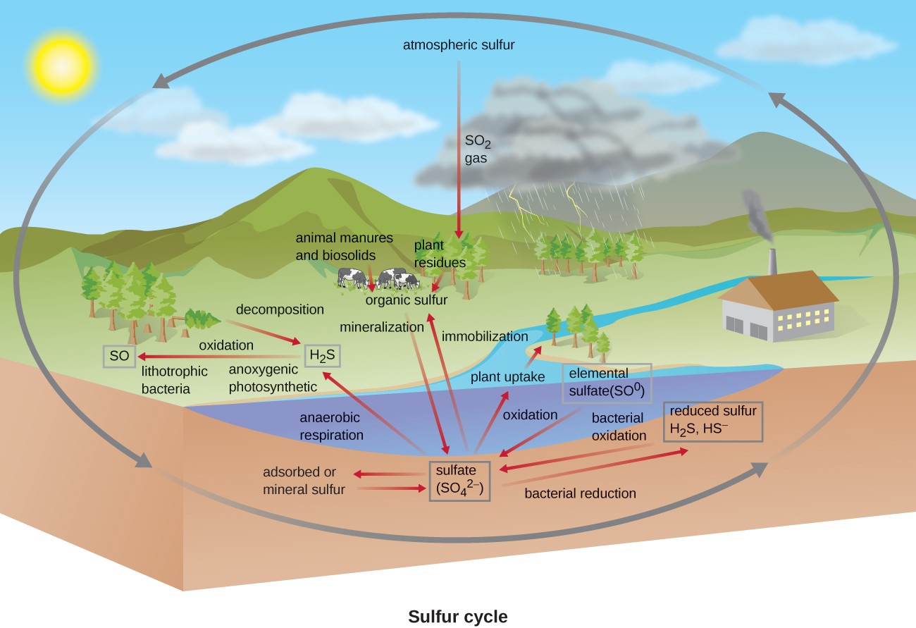 calcium nutrient cycle