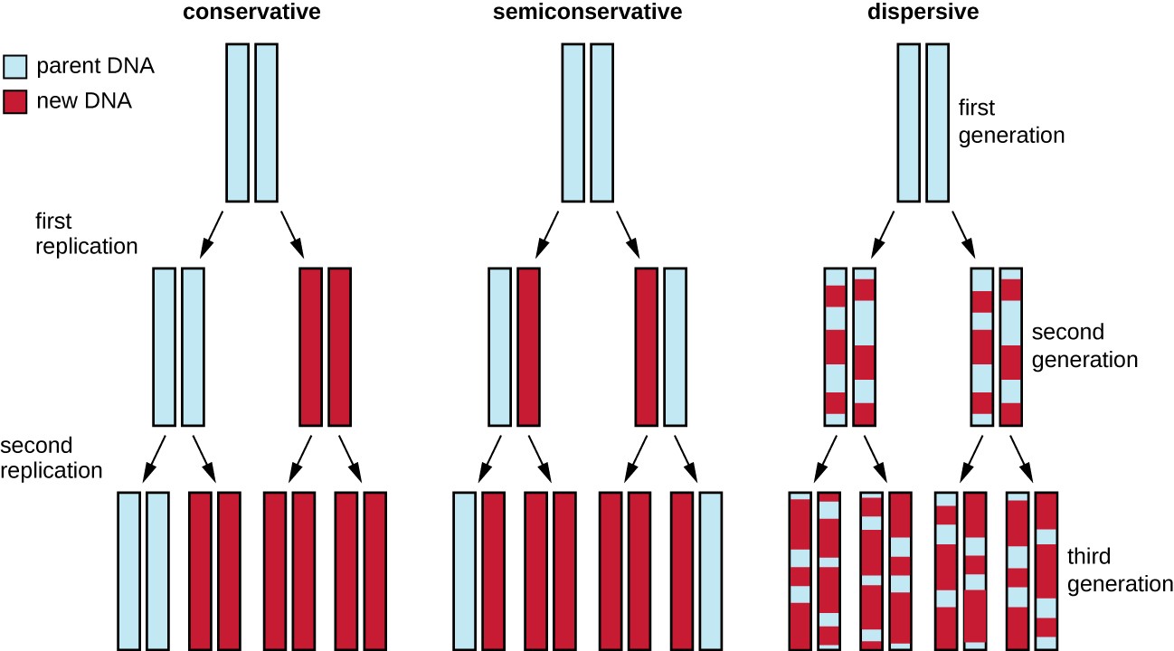 DNA Replication Microbiology