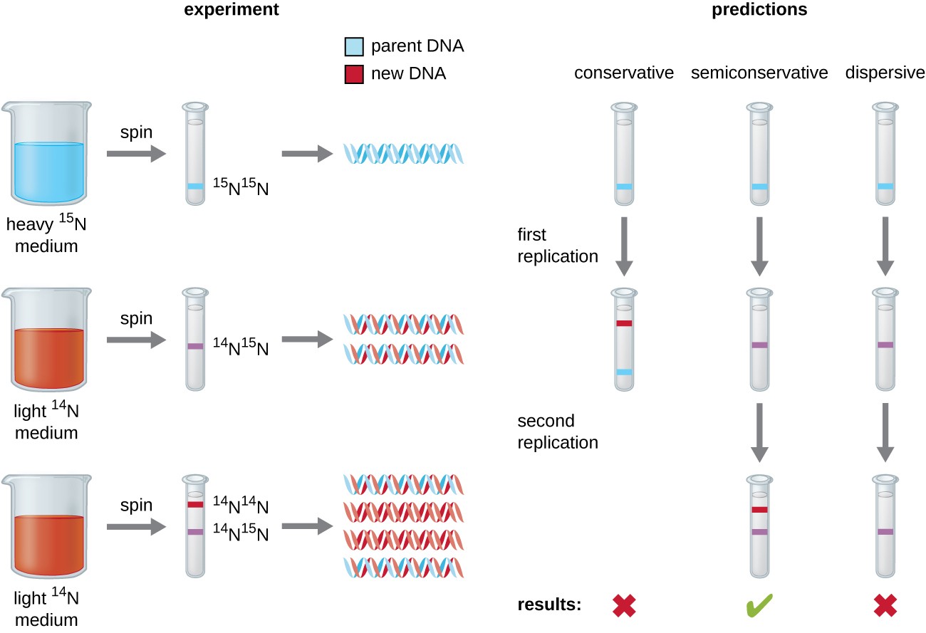 DNA Replication Microbiology