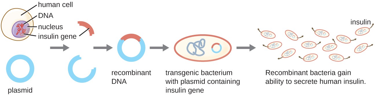 which three processes are methods of genetic recombination