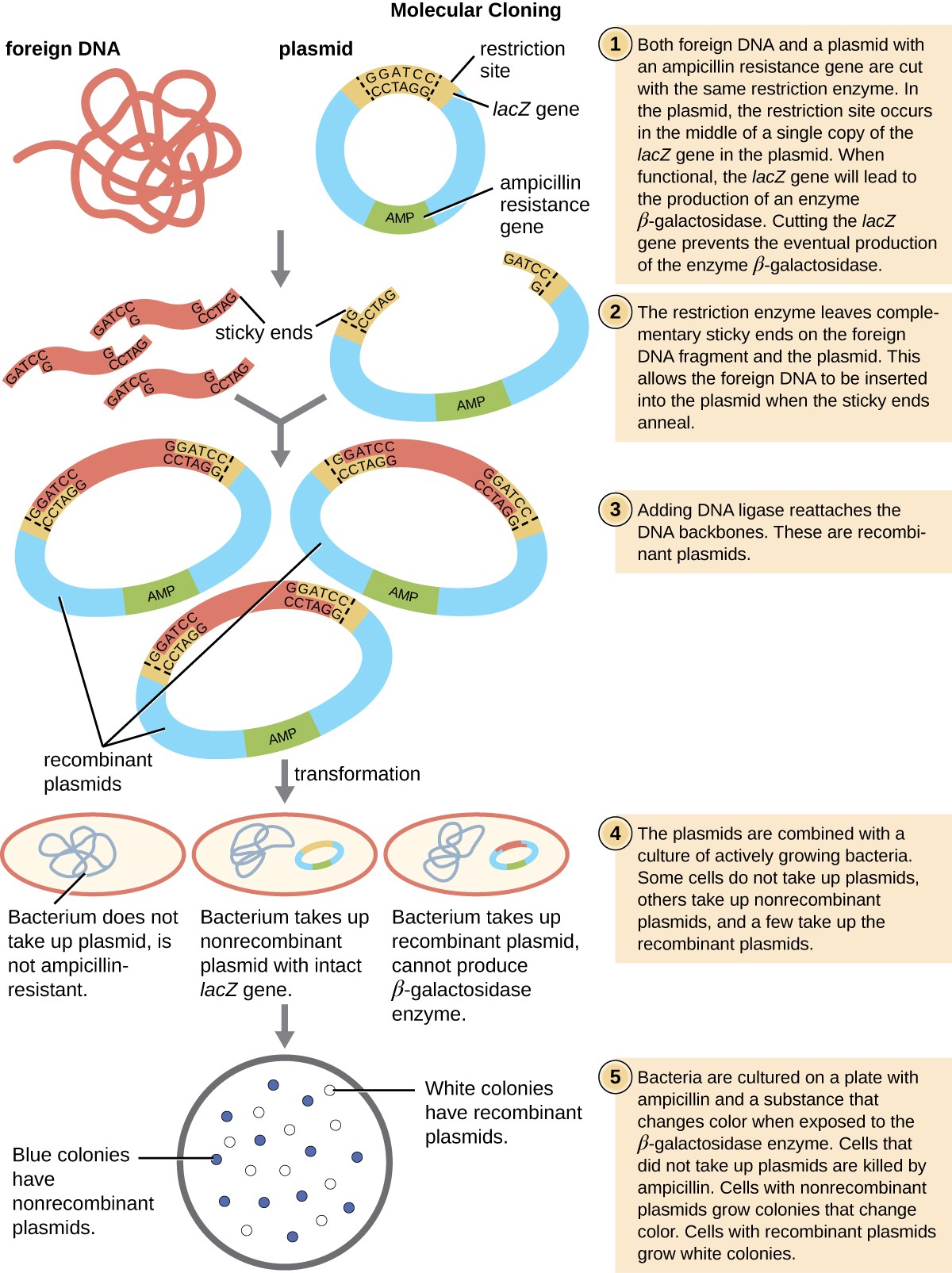 Restriction Enzymes In Bacteria