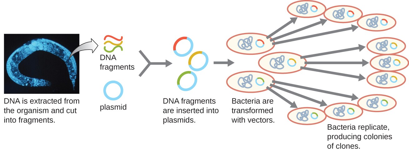 What is involved in creating genetically modified bacteria?