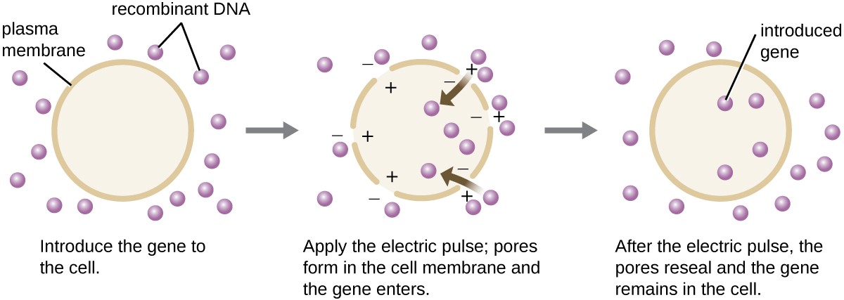 Microbes And The Tools Of Genetic Engineering Microbiology