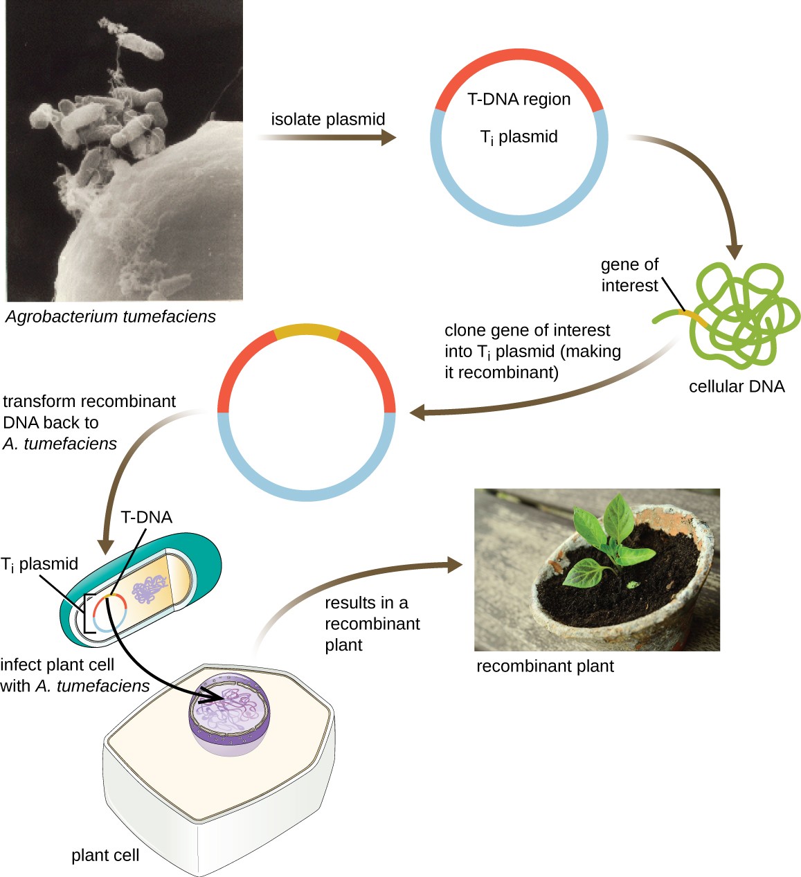 Microbes And The Tools Of Genetic Engineering Microbiology Study Guides