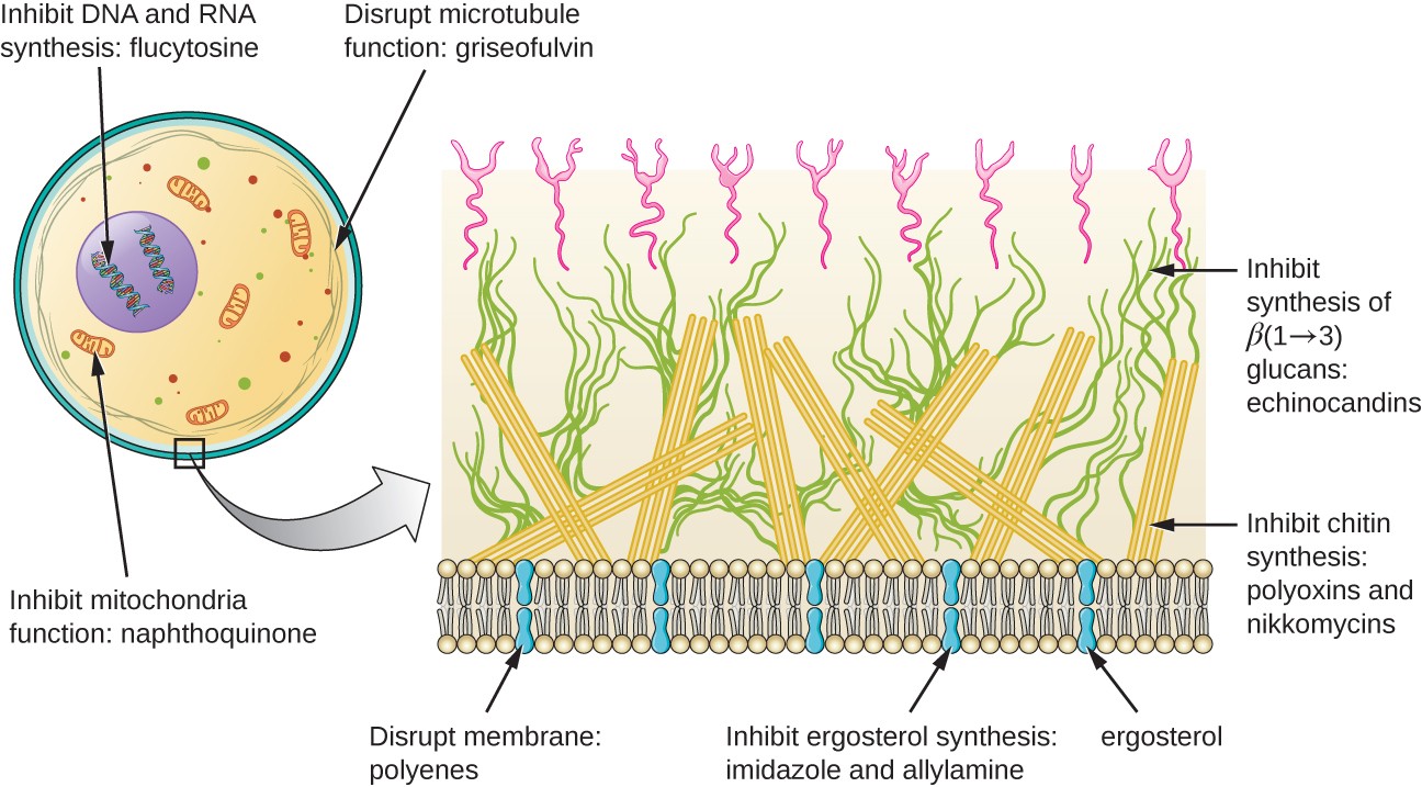 Targets of antifungal drugs: Inhibits mitochondria function: naphthoquinone. Disrupt membrane: polyenes. Inhibit ergosterol synthesis: imidazole and allylamine. Inhibit synthesis of beta (1-3)glucans: echinocandins. Inhibit chitin synthesis: polyoxins and nikkomycins.