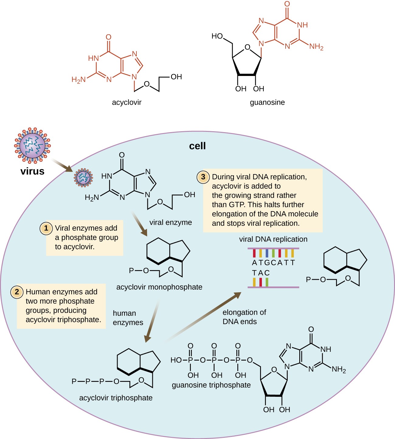 what does acyclovir do to the virus