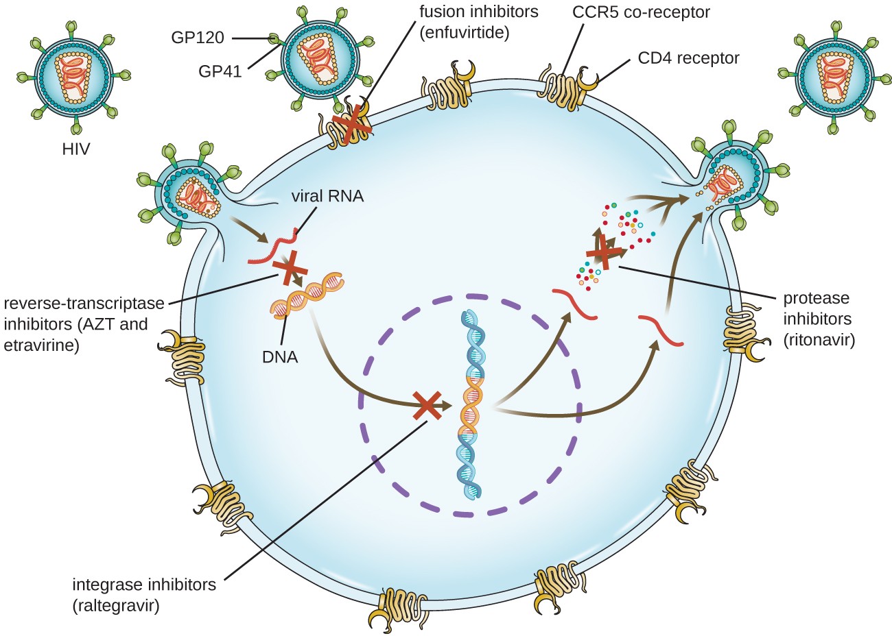 Diagram showing HIV infection and locations where drugs can stop the infection. GP120 and G(42 are proteins that are on the surface of the virus and bind to CD4 receptor and CCR5. Enfuvirtide is a fusion inhibitor that blocks this process. When the virus enters, it produces DNA from RNA, this can be blocked by AZT and etravirine which are reverse-transcriptase inhibitors. Next, the viral DNA integrates into the host DNA. Raltegravir is an integrase inhibitor and blocks this step. Finally the virus is rebuild. Ritonavir is a protease inhibitor and blocks this step.