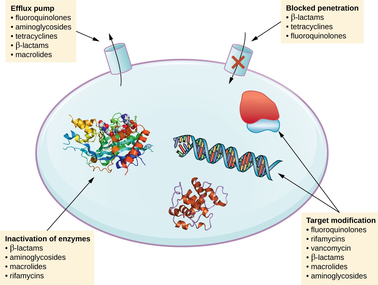 Drug Resistance Microbiology