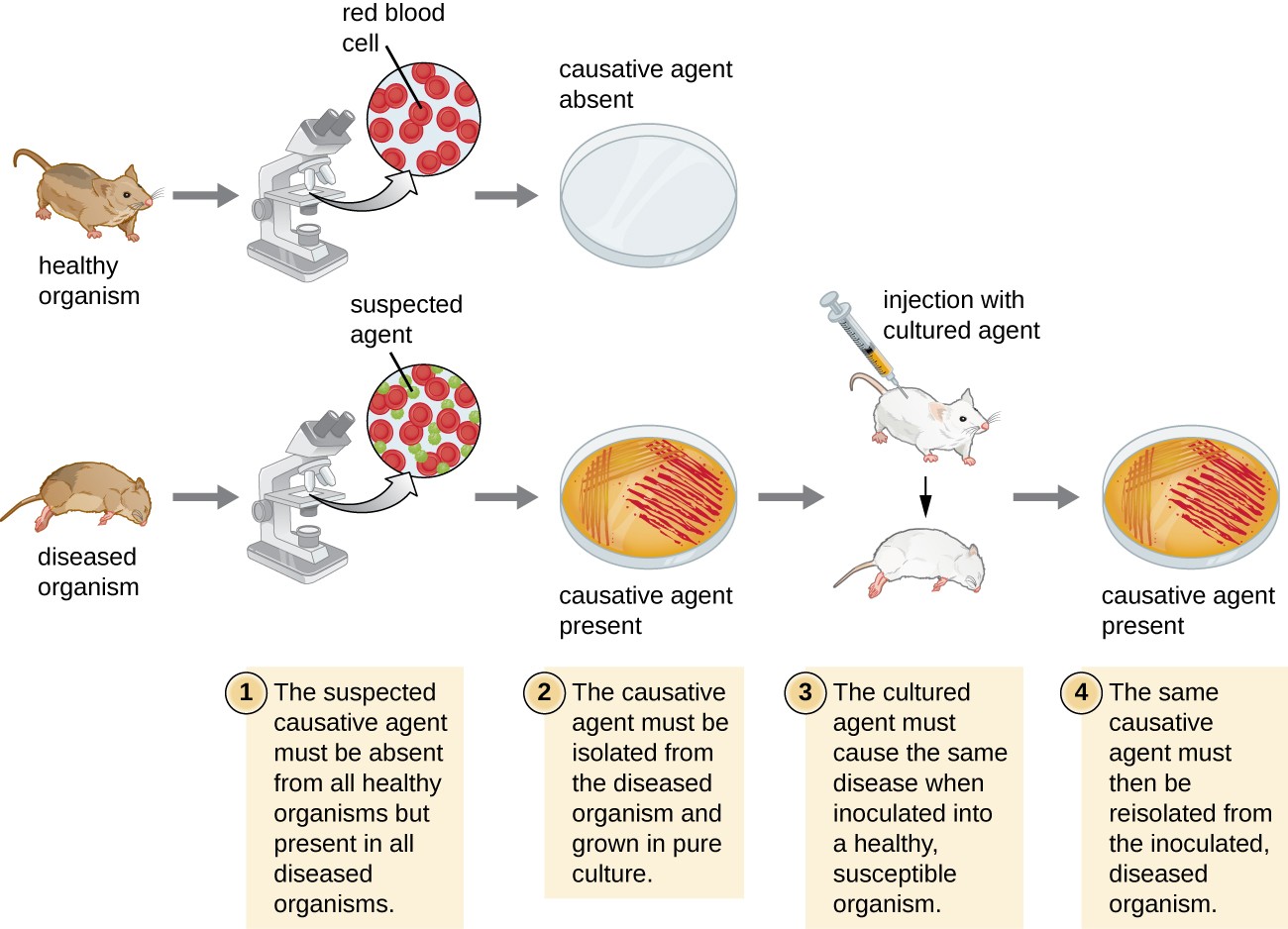 Pathogenic Organism Chart