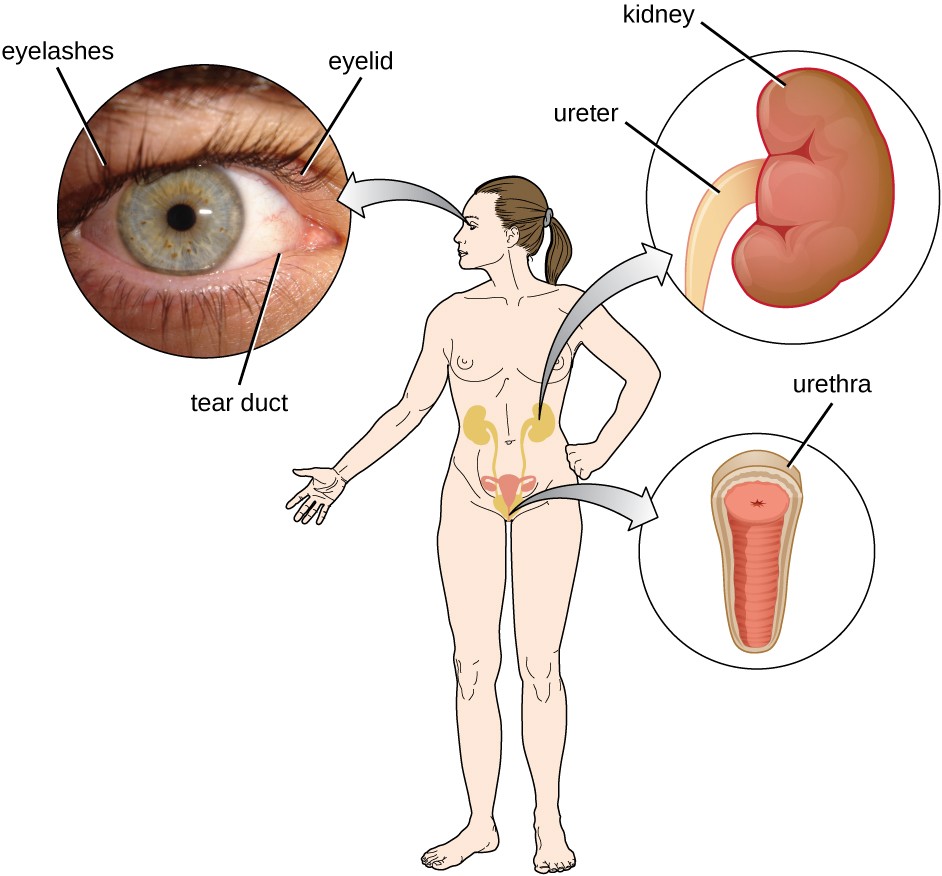 innate immunity physical barrier