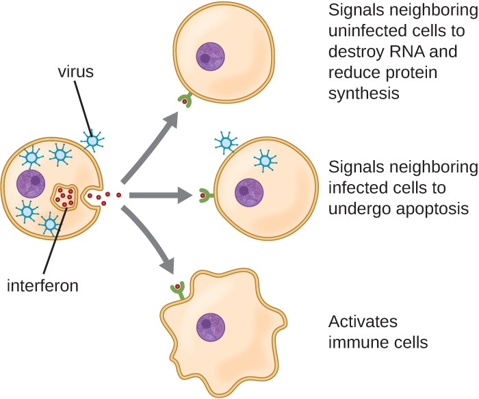 A cell with viruses inside it releases signals labeled interferons. The interferons travel to 3 different cells. The interferon signals neighboring uninfected cells to destroy RNA and reduce protein synthesis. The interferon signals neighboring infected cells to undergo apoptosis. The interferon also activates immune cells.