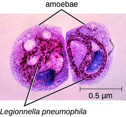 A micrograph of two circular cells next to each other. The label 