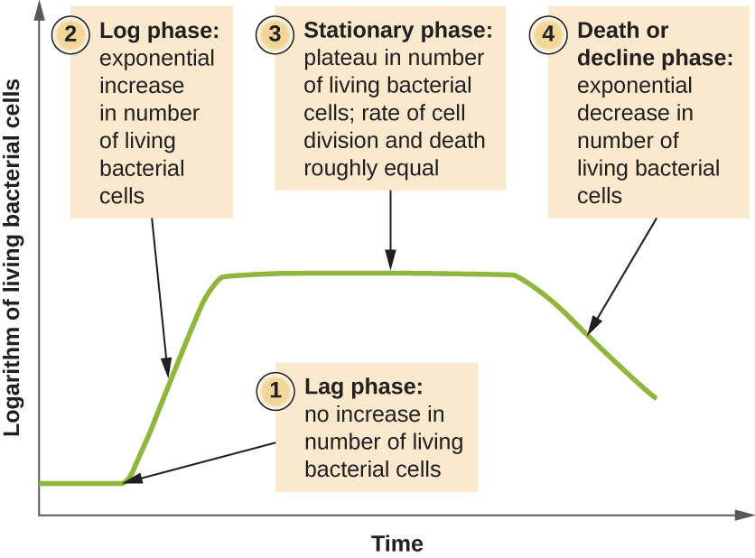 Microbial Growth And Enumeration Microbiology Microbial Growth And Enumeration Microbiology