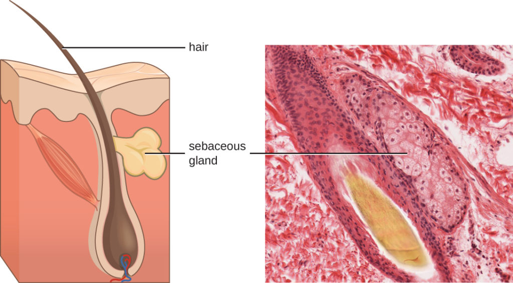  A micrograph and diagram both show a large hair follicle (a vase-shaped pocket) with a hair projecting out past the epidermis. On the side of the hair follicle is the sebaceous gland, which is a lumpy structure.