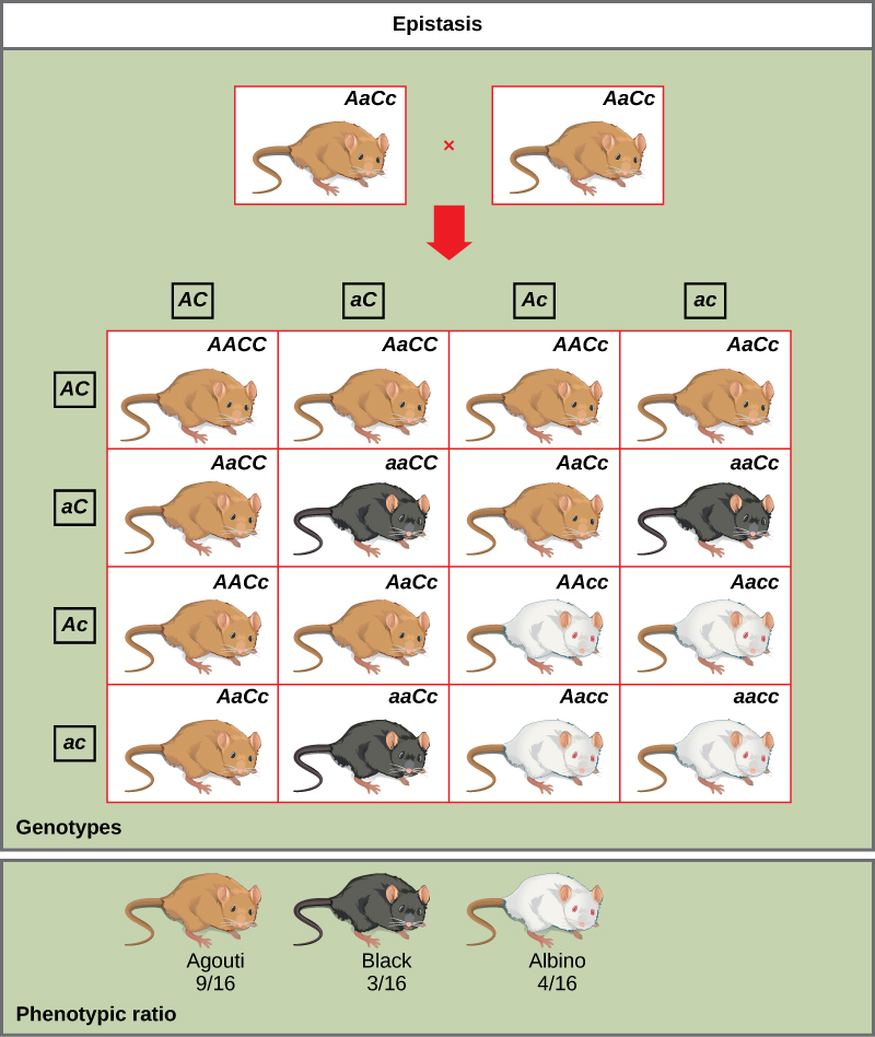 polygenic traits examples in animals