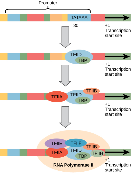 rna polymerase structure