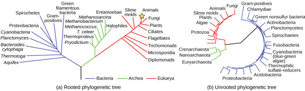 Representation of the trees corresponding to the muscles (from left to