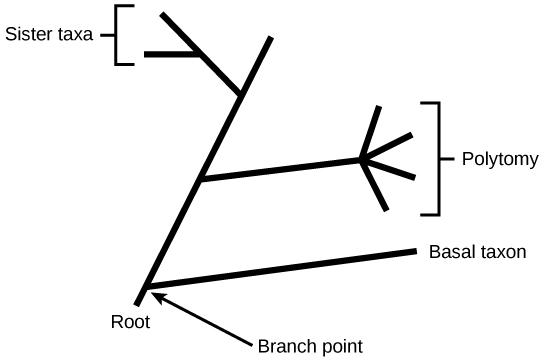 what do the branch points on a phylogenetic tree represent