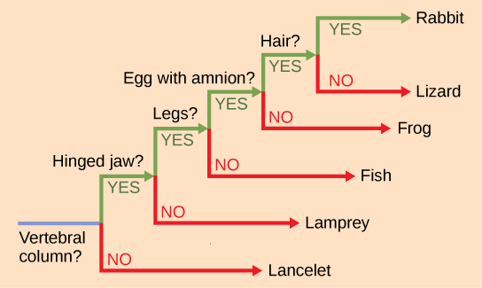 simple phylogeny