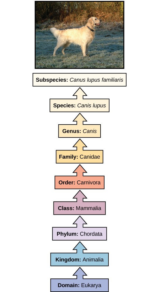 the taxonomic hierarchy diagram