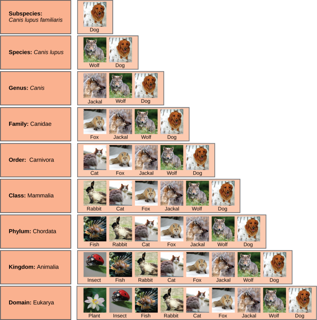 Linnaean Classification Chart